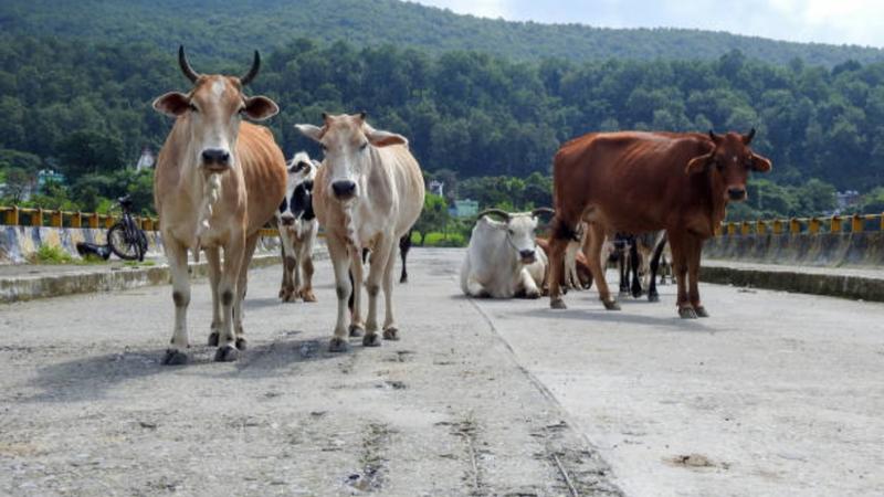 Stray cows shivering in Badrinath brought to lower valleys of Chamoli