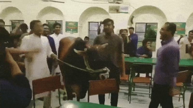 Students Protest With Cow At Dhaka University's Hindu Canteen, Demand Beef