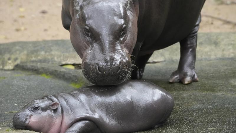 Thailand’s baby pygmy hippo Moo Deng now has an official song in 4 languages