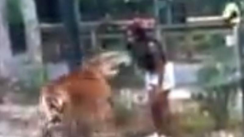 The video captures the woman in a dark top and white shorts tempting the animal and putting her hand through the enclosure.  