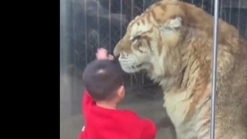 The video is reportedly from a zoo in eastern China.