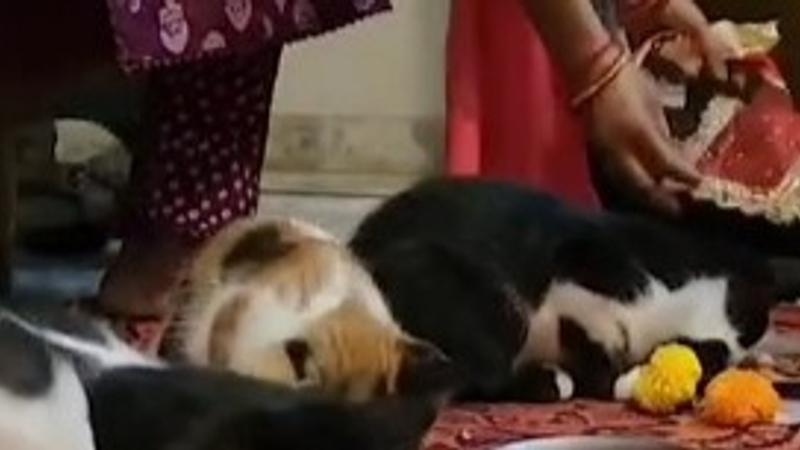 This Heartwarming Video of a Woman Performing Kanjak Puja for Cats Melts the Internet