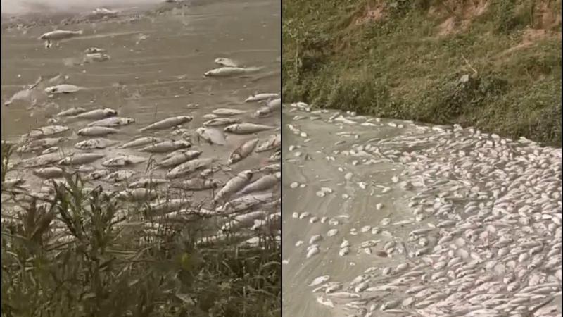 Thousands of Dead Fish Found in Bengaluru’s Chikkanagamangala Lake; Locals Blame Waste Contamination