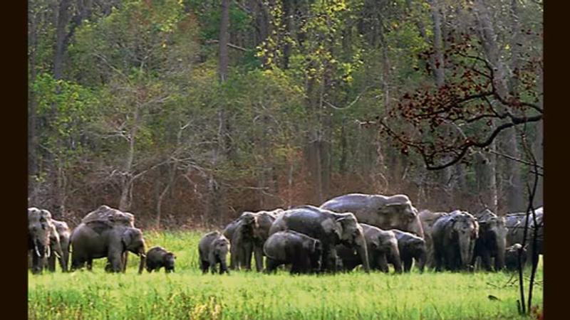 Three suspected wildlife smugglers arrested with elephant tusks in Haridwar