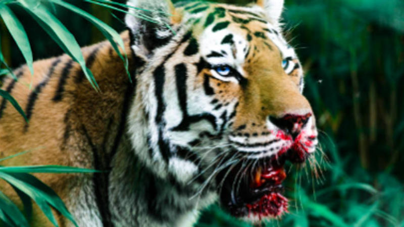 man-eating tiger caught in pilibhit