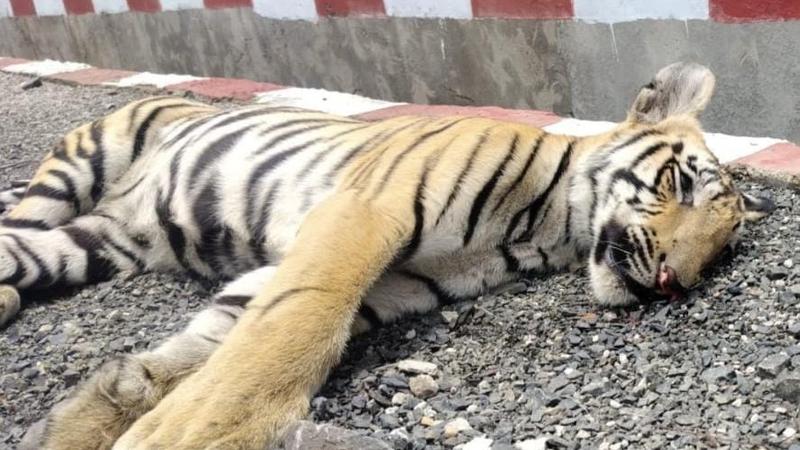 Tiger Killed, 2 Cubs Critically Injured After Being Hit By Train in MP | 