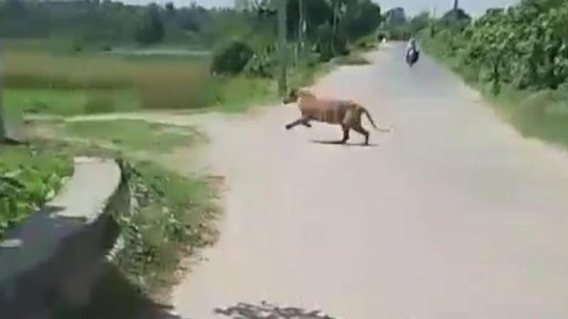 Tiger wreaks havoc in Lakhimpur