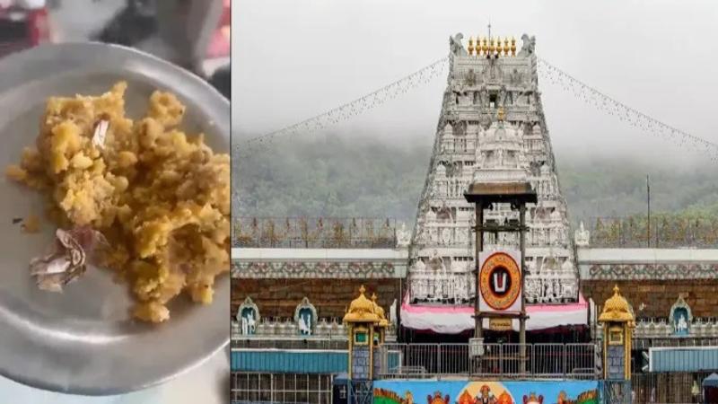 Tirupati mandir controversy gutkha packet found in prasad