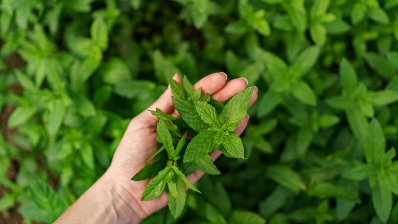 Tulsi leaves