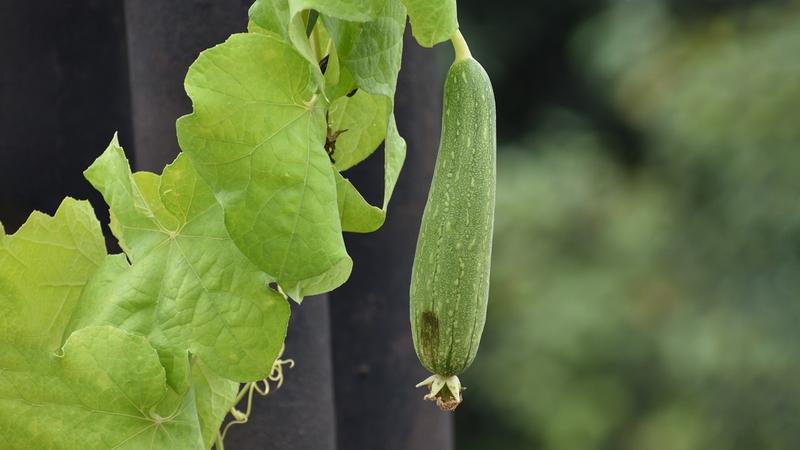 Ridge Gourd Disadvantages