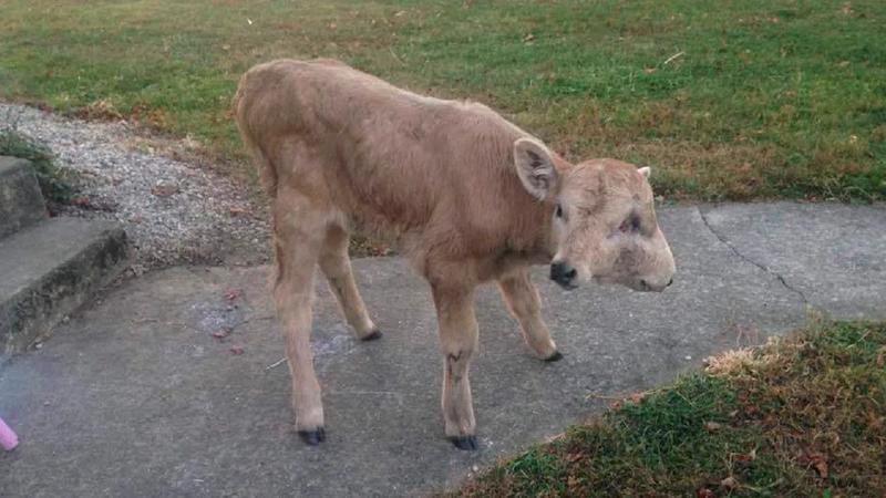 two-head-calf Imaginative Pic