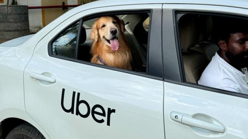 Uber Pet service