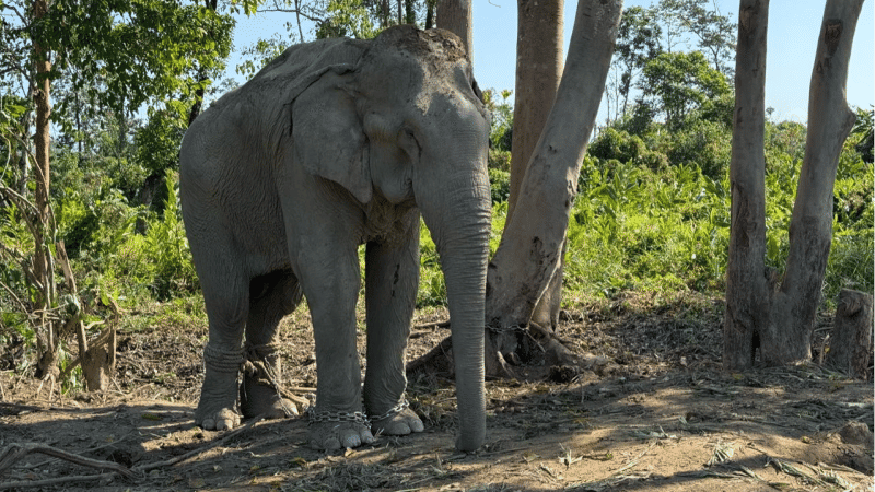 Vantara to Offer Chain-Free Haven for 20 Elephants Rescued from Exploitative Logging Industry