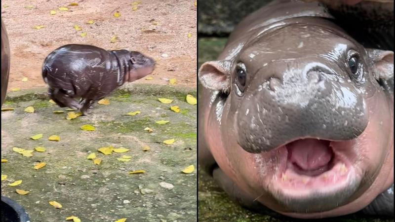 Viral Fame Turns Dangerous for Baby Pygmy Hippopotamus in Thailand