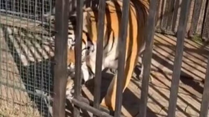 Viral tiger video