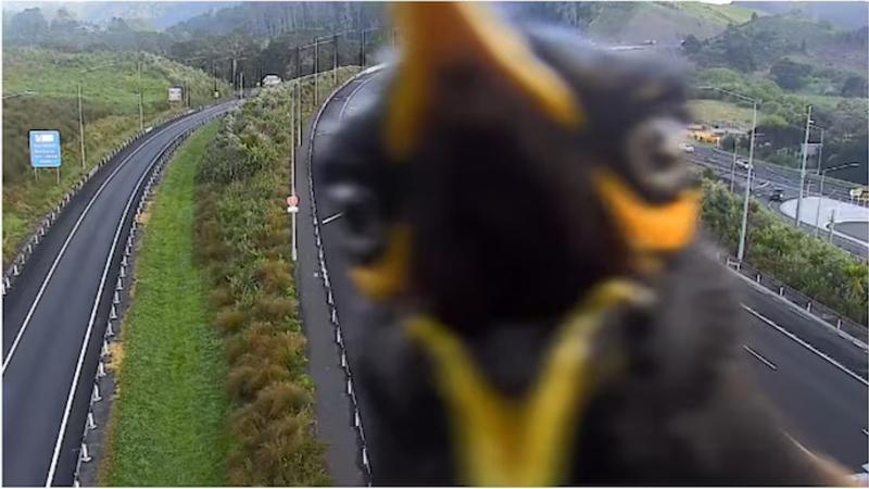 Viral Video: 'Angry' myna bird lands in front of highway traffic camera in New Zealand 