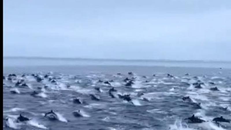 Viral Video: Dolphin Stampede at California Coast Stuns Viewers | WATCH