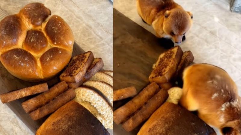 Viral video of bread coming alive