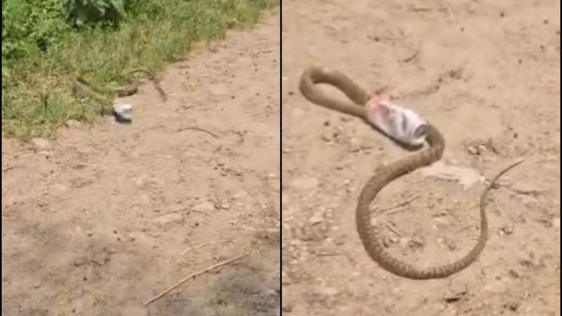 Viral Video: Telangana Snake's Miraculous Escape After Three-Hour Beer Can Battle