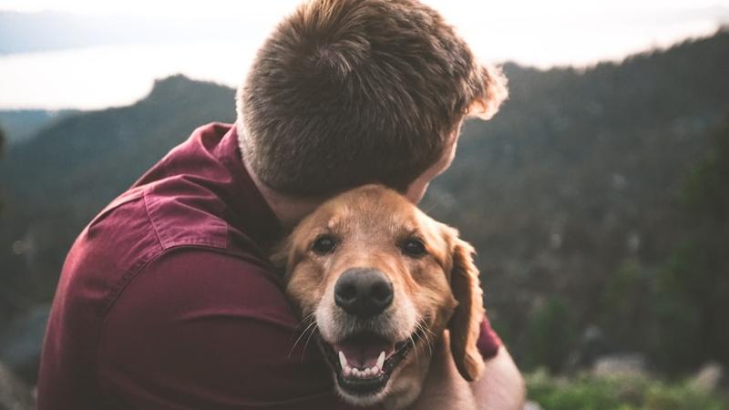 Ways to spend your weekend with pets