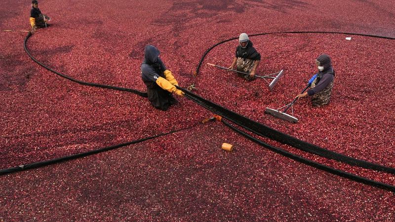 Weeks before Thanksgiving, some of the cranberries on dinner plates Thursday are floating on the Rocky Meadow bog in southeastern Massachusetts.