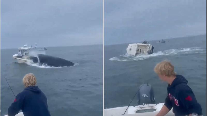 whale slammed into a boat