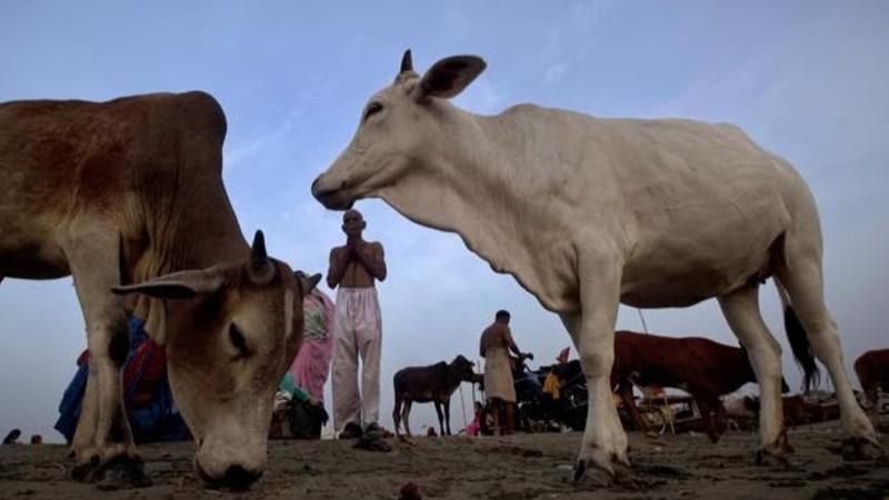 Where Beef is Banned in India: State Wise List