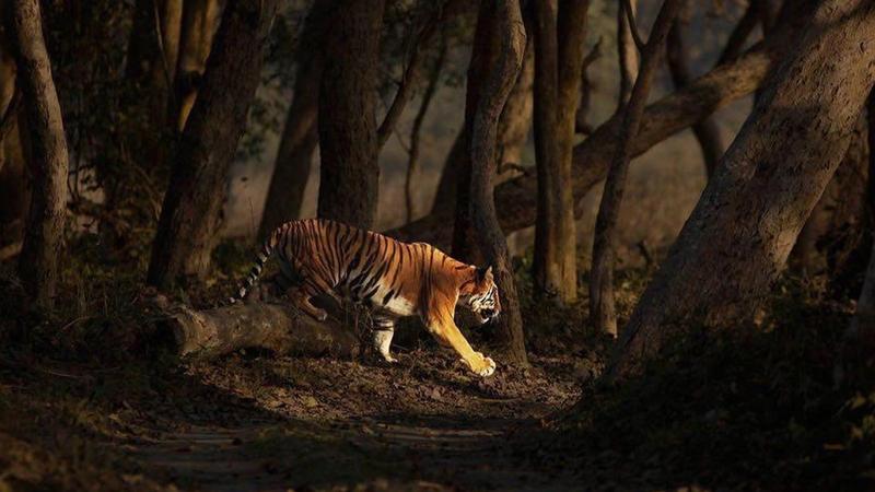 Wildlife destinations in India