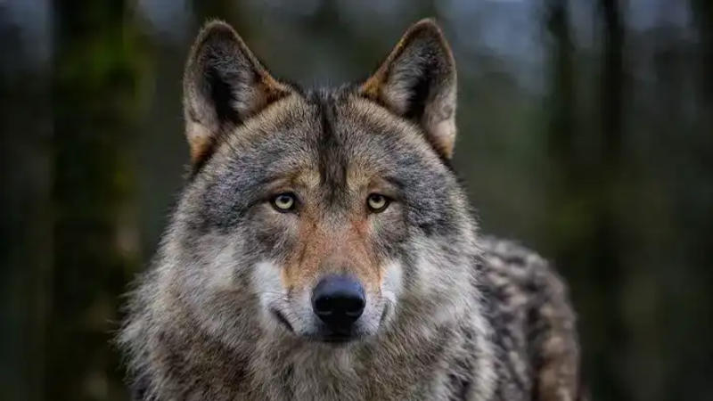 Forest officials have urged that people should stop confusing jackals with wolves in view of recent attacks 