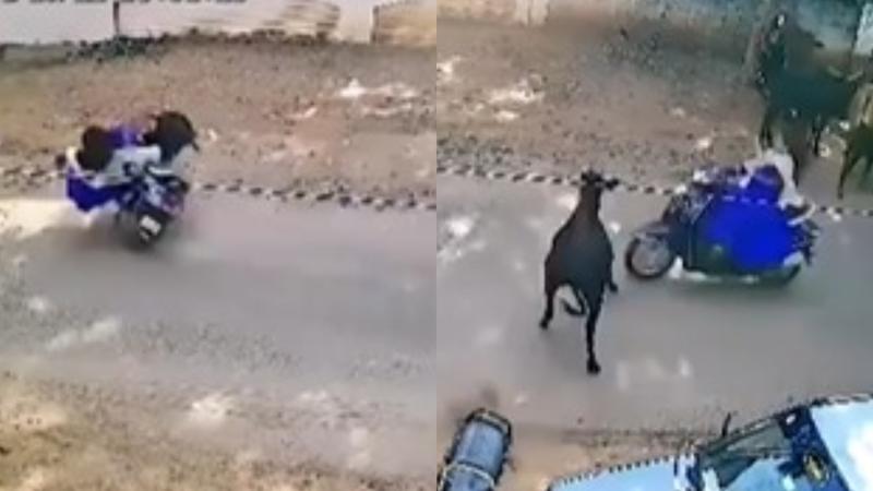 Woman Scooty Rider's Terrifying Encounter With Cow Caught on Camera