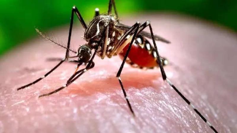 Pune: Another Pregnant Woman Detected With Zika Virus, Tally Rises to 6