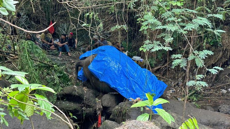  Zoo elephant dies in Indonesia after being swept away in a river in Indonesia