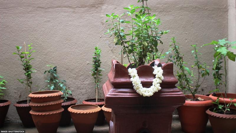 Tulsi puja