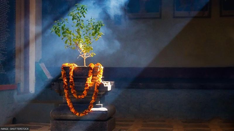 Tulsi Puja