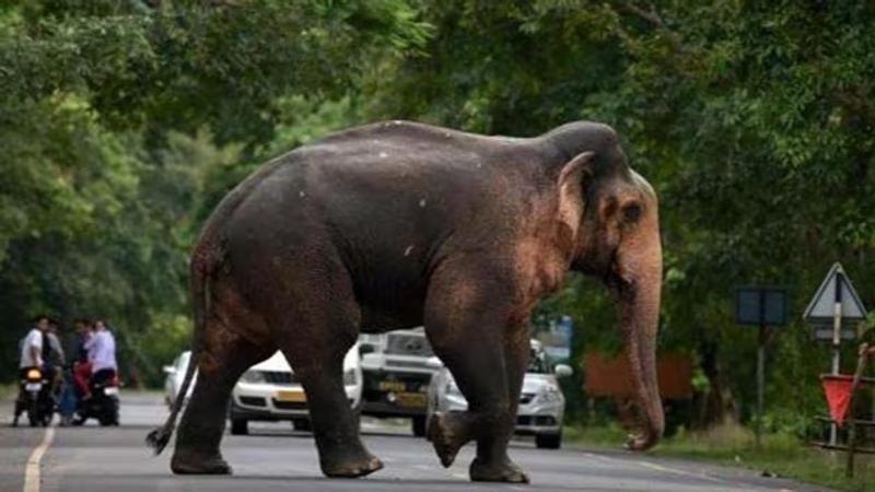 wild elephant attack in Wayanad