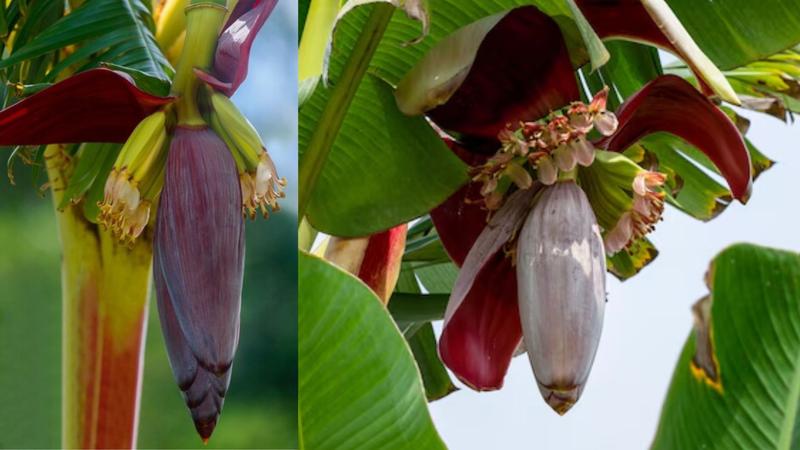 banana flower