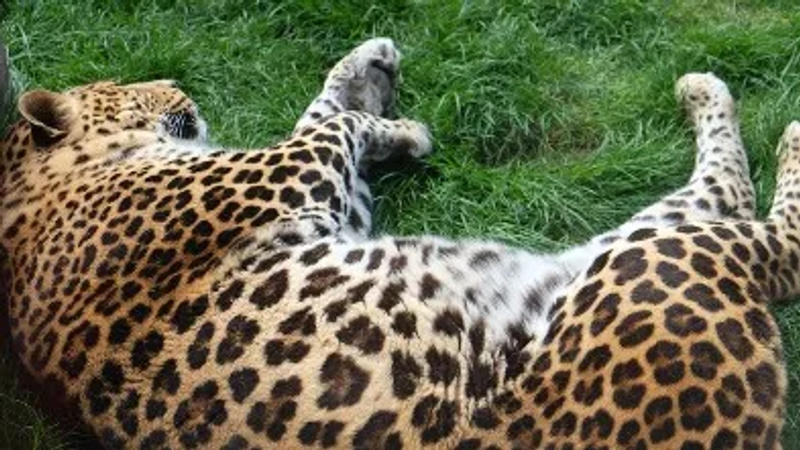 leopard cub found dead in UP's Katarniaghat