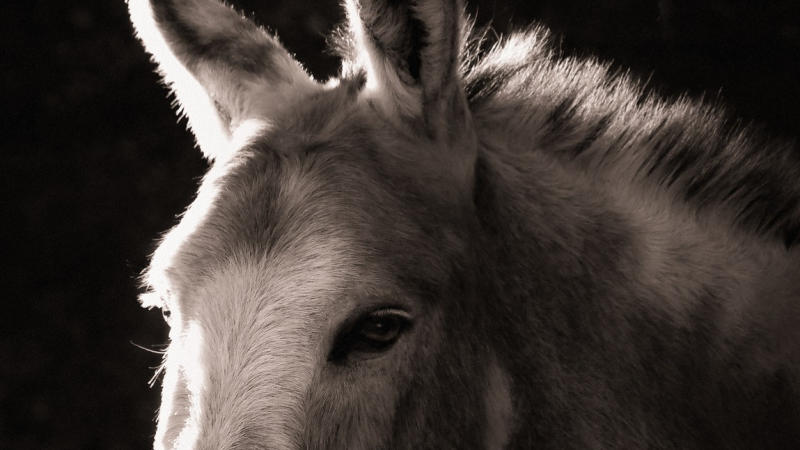 Pakistan's donkey population increases 