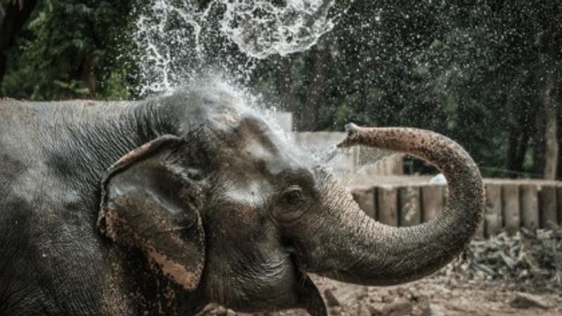 खुद नहा रहे हाथी