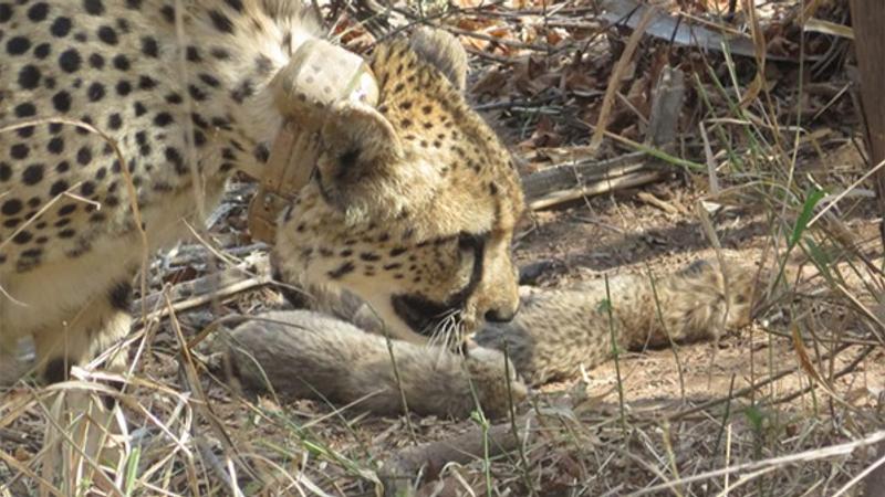 MP Kuno National Park Gamini Cheetah Gives Birth to 5 Cubs