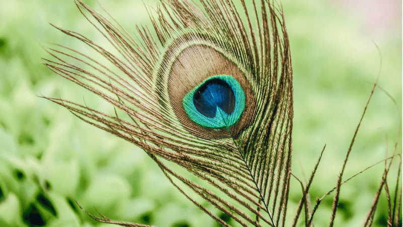 peacock feathers