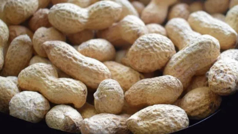 Groundnut