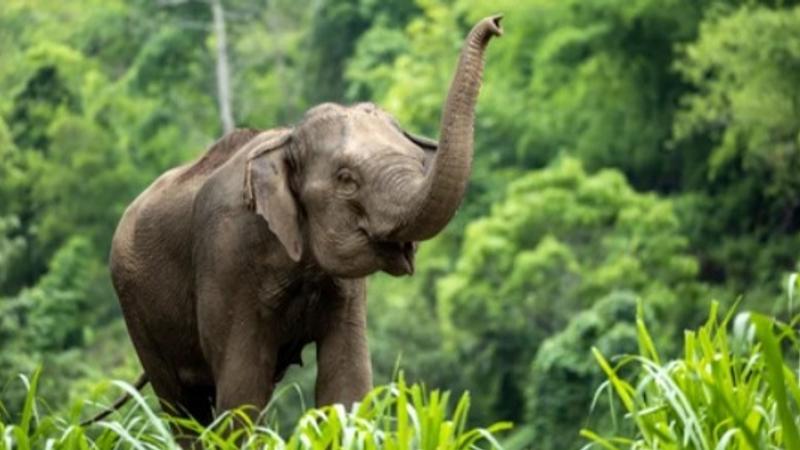 Elephant Attack: Woman Killed, Two Others Injured in Gadchiroli