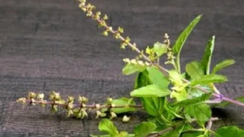 Tulsi