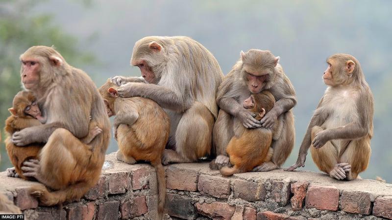 30 monkeys found dead under suspicious circumstances