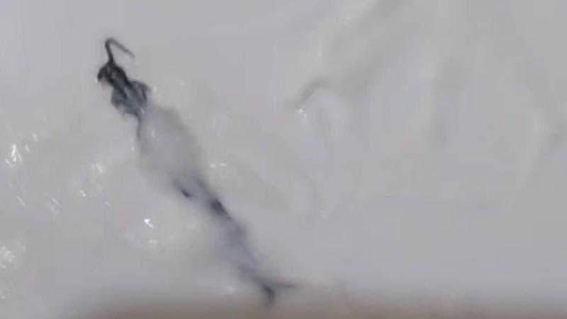 Centipede found in ice cream ordered online