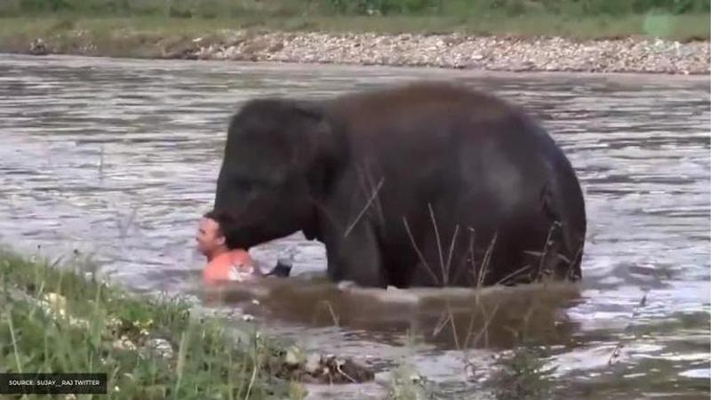 Kerala elephant death