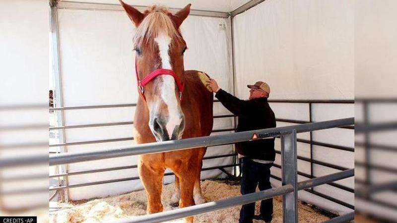 World’s Tallest Horse