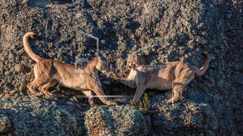 Puma found roaming Chile's capital