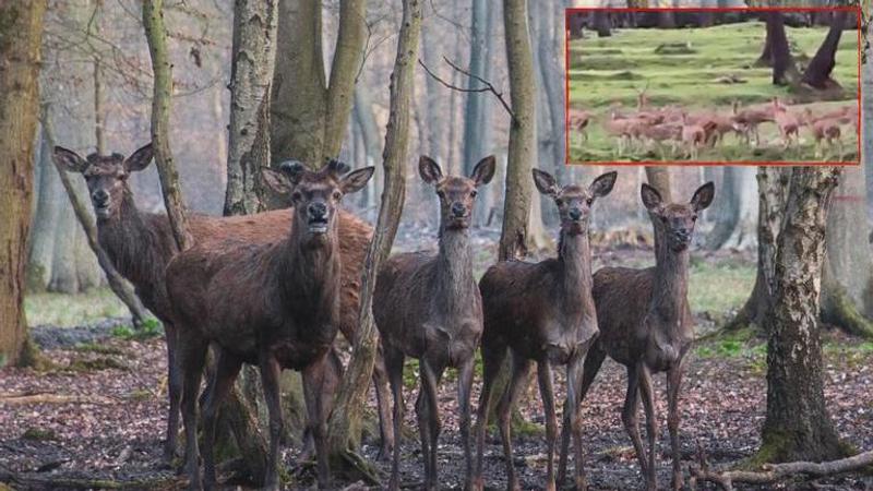 Herd Of Deer